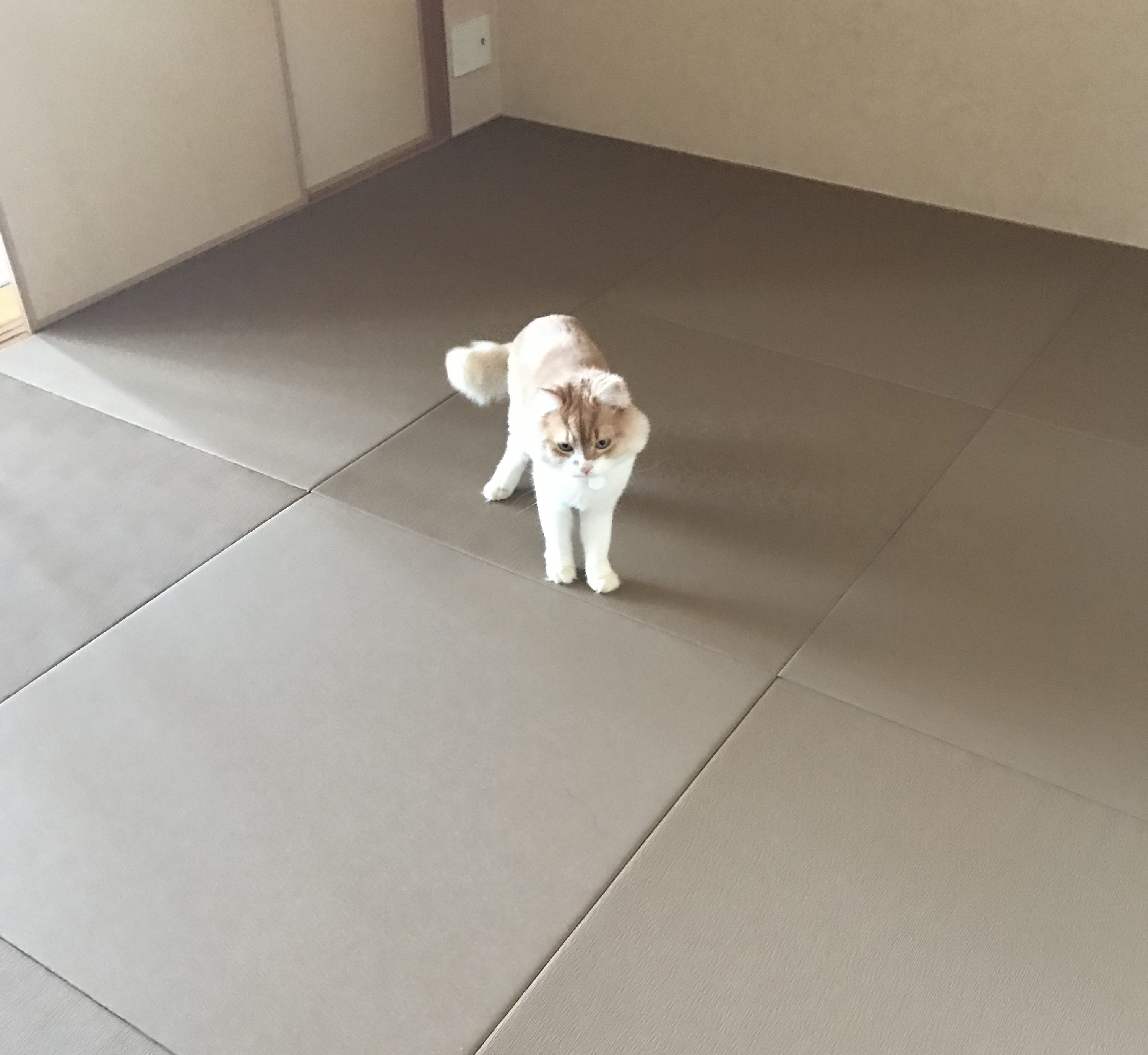 猫ちゃんがいても安心な専用畳 わんにゃんスマイル畳